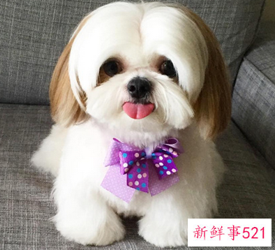 京巴犬一直掉毛是什么原因导致的