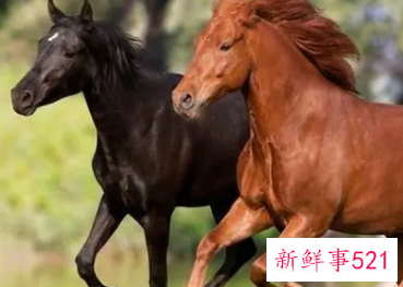 谁能压住属马人