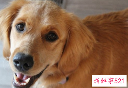 狗狗为什么突然变得好臭