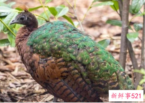 世界上最美的孔雀