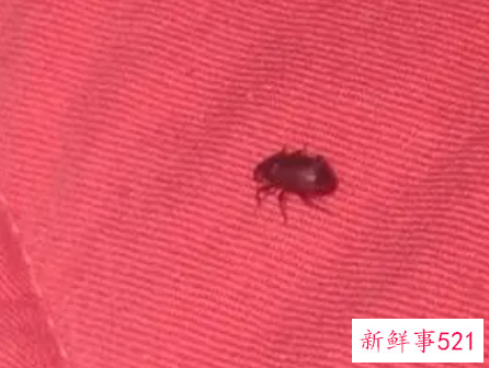 梦见红色的虫子是什么意思