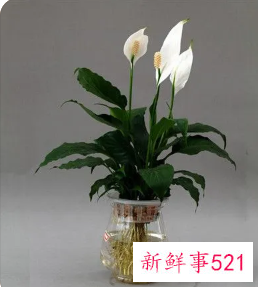 一帆风顺的养殖方法和注意事项