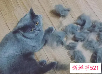 属兔的人养猫好不好