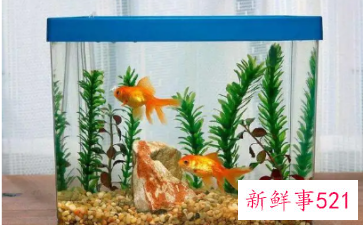 小鱼缸在家的位置