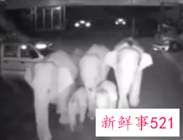 6头大象闯入汽车店干掉2吨水