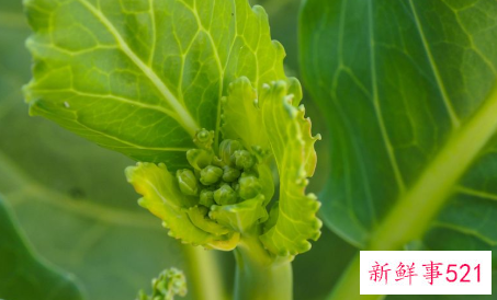 常见十字花科蔬菜的营养价值