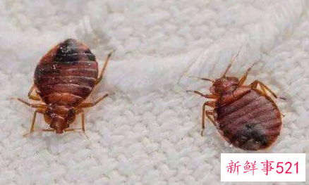 怎么判断床上有床虱