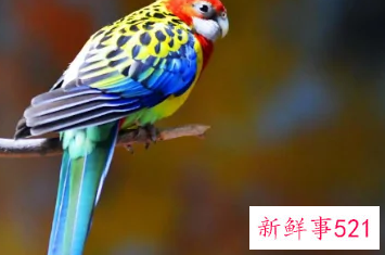 什么鹦鹉好养又粘人还不怕人