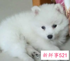 银狐犬可以吃饭吗