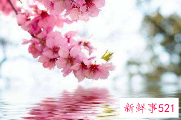 桃花灾怎么化解