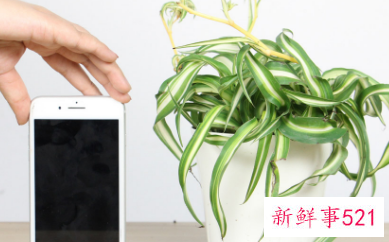 卷叶吊兰怎么养才能更旺盛