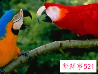 什么鹦鹉好养又粘人还不怕人