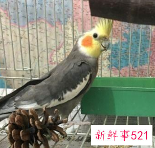 玄凤鹦鹉哪个颜色的贵