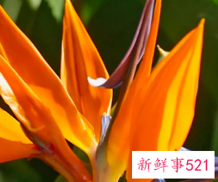 家里适合插什么鲜花