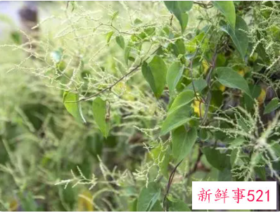 首乌藤功效与作用