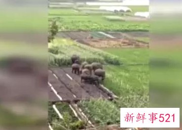 6头大象闯入汽车店干掉2吨水