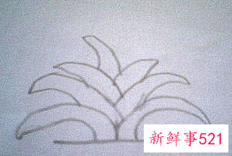 君子兰的简笔画