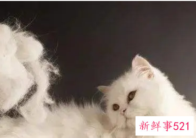 属兔的人养猫好不好