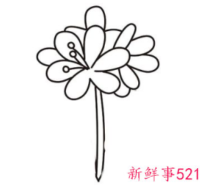 君子兰的简笔画