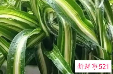 卷叶吊兰怎么养才能更旺盛