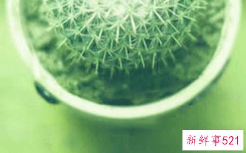 已婚女人梦见绿色盆栽有水