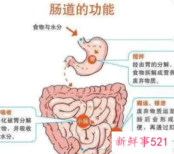肠道功能紊乱能自愈吗