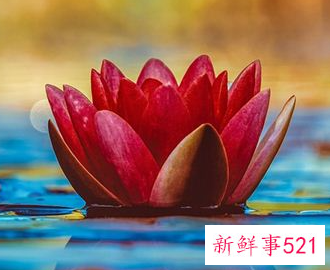 梦见种子是什么意思呢