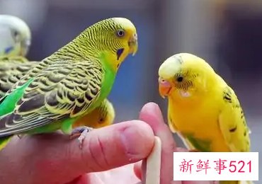 什么鹦鹉好养又粘人还不怕人