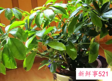 室内种招财树风水怎么样