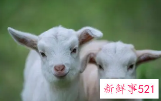 属羊最旺的时辰是什么时候