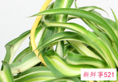 卷叶吊兰怎么养才能更旺盛