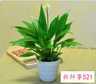 一帆风顺的养殖方法和注意事项