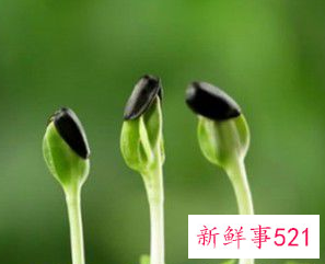 春天的精神上的含义