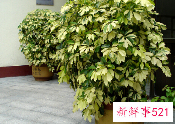 鸭脚木对家居环境的作用