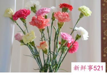 康乃馨的象征意义是什么