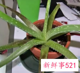 芦荟叶子发黄解决方法