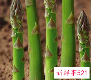 芦笋的种植方法和时间