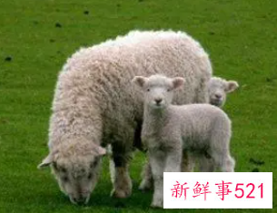 属羊女人性格和脾气