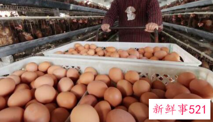 为什么有的鸡会吃自己的蛋