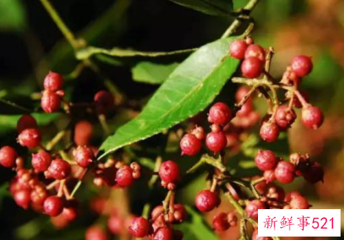 每天一个养生小秘方图片