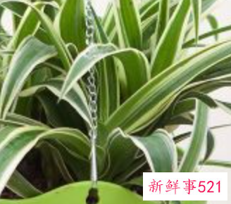 办公室适合摆放什么绿植不招蚊子