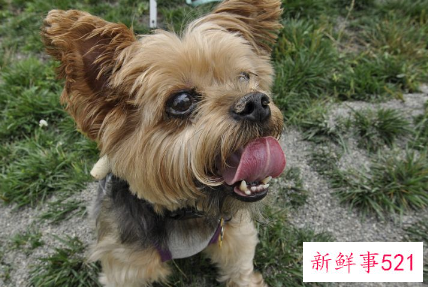 养刚满月的小狗有什么需要注意的