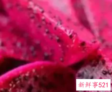 火龙果排便红心还是白心