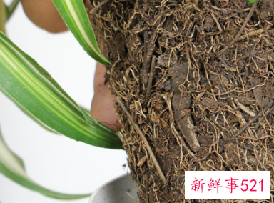 卷叶吊兰怎么养才能更旺盛