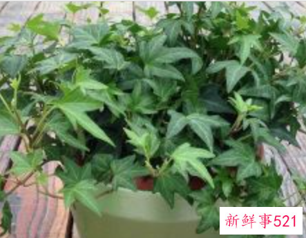 办公室适合摆放什么绿植不招蚊子