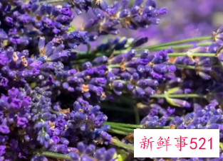 家里适合插什么鲜花