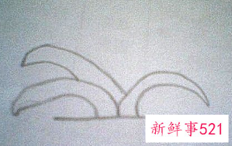 君子兰的简笔画