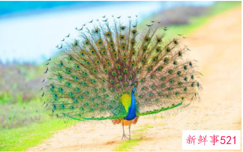 世界上最美的孔雀