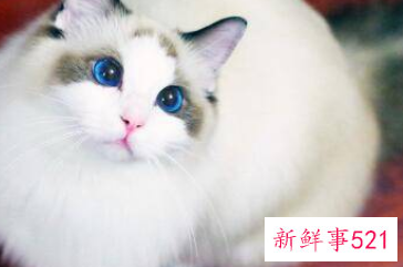 养什么动物不吵不脏不臭除了乌龟