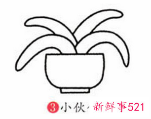 君子兰的简笔画